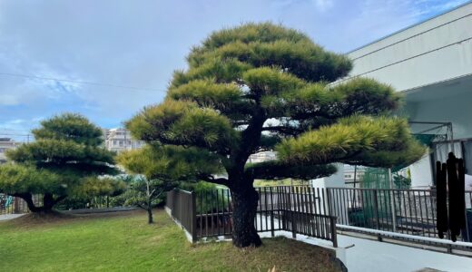 琉球松手入れ（西原町）